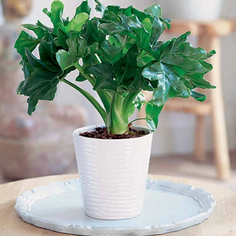 Philodendron Monstera Atom et son cache-pot blanc ELHO