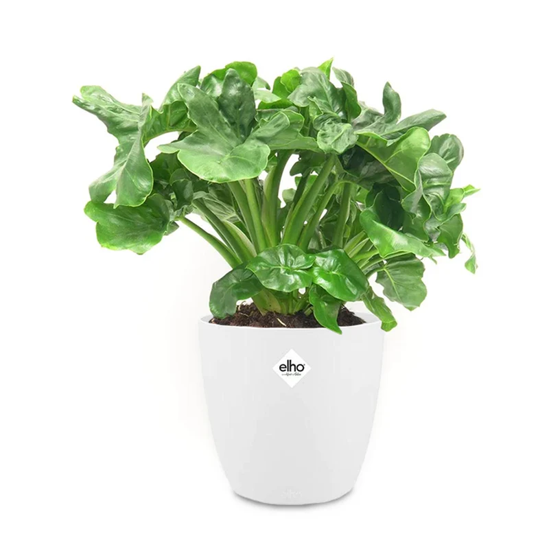 Philodendron Monstera Atom et son cache-pot blanc ELHO