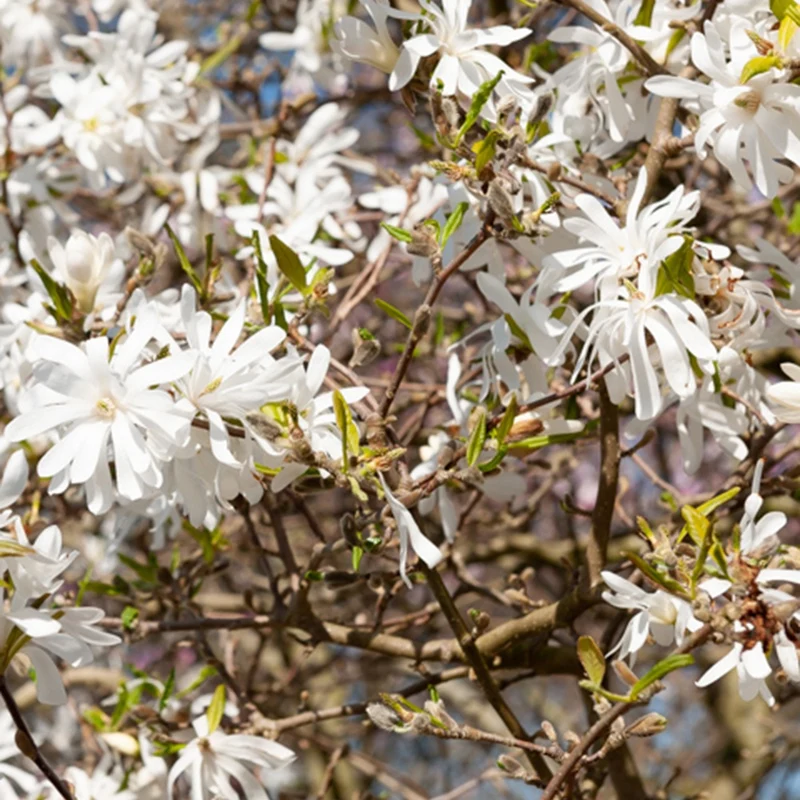 Magnolia stellata Royal Star