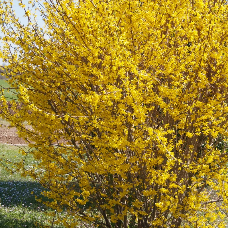 Forsythia Marée d'Or ®