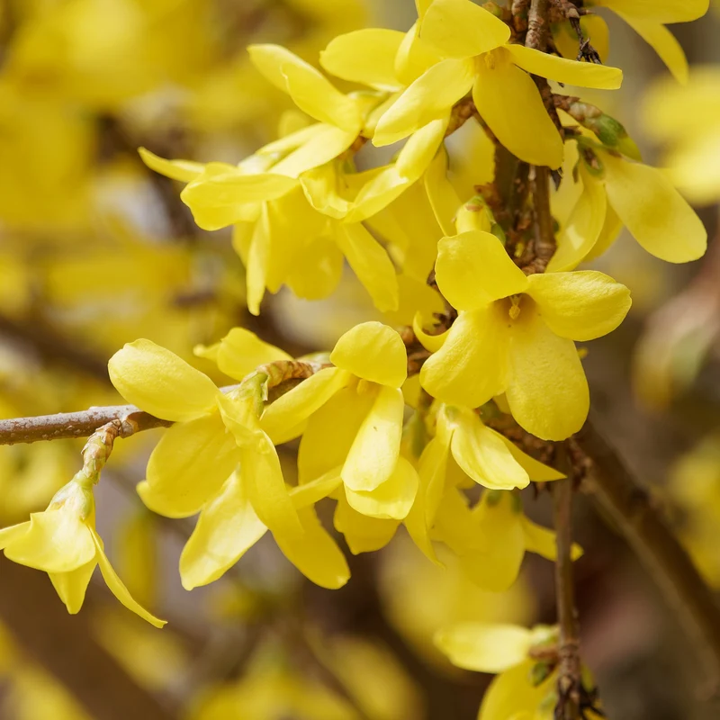 Forsythia Marée d'Or ®