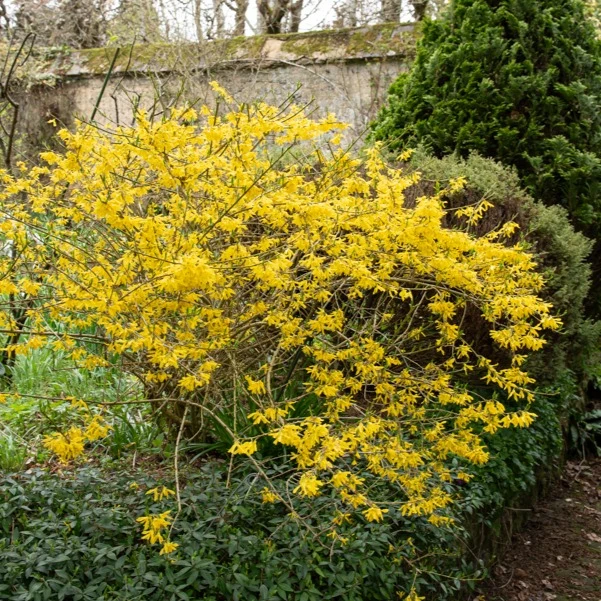Forsythia Marée d'Or ®