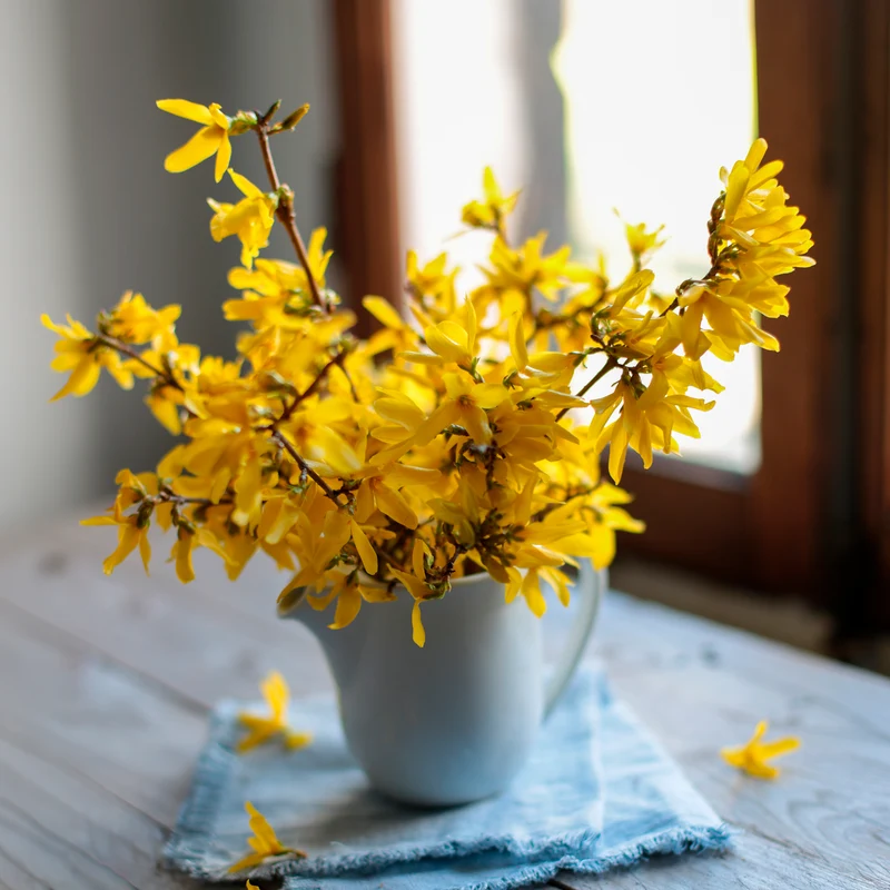 Forsythia Marée d'Or ®