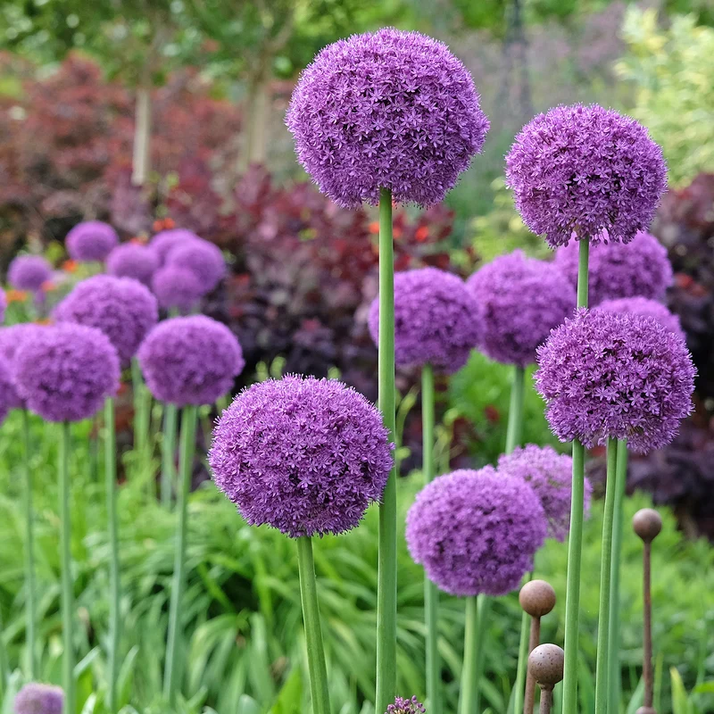 Ail géant de l'Himalaya
