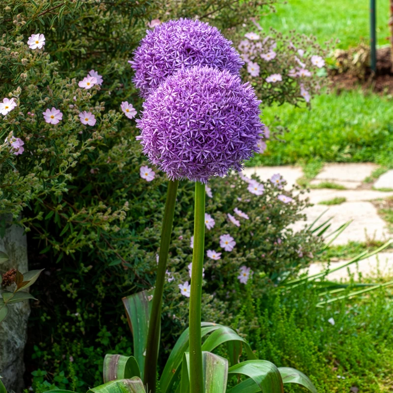 Ail géant de l'Himalaya