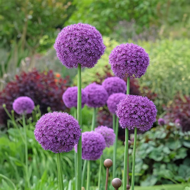 Ail géant de l'Himalaya