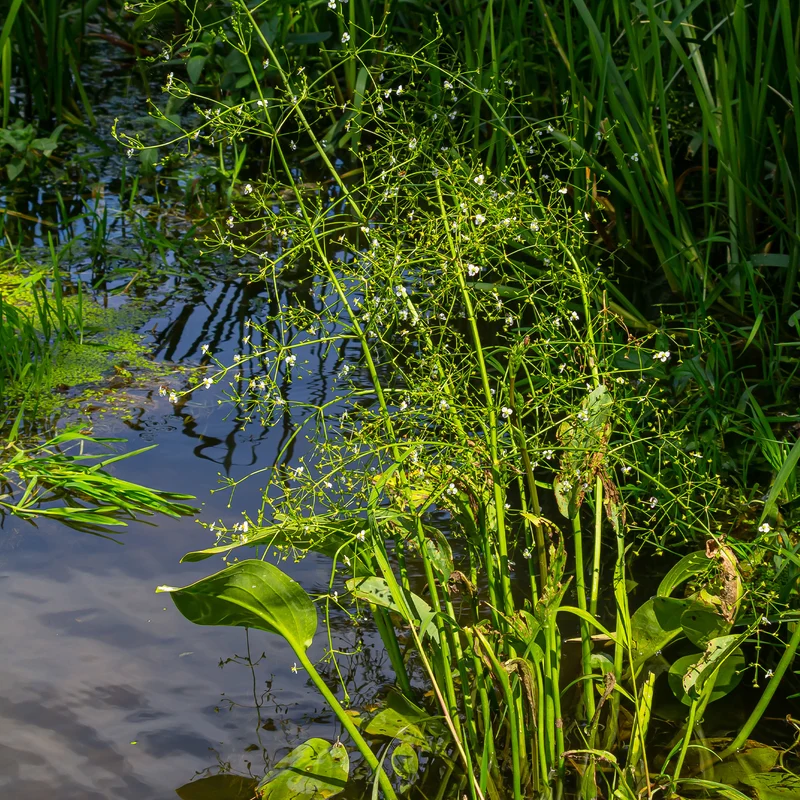Plantain d'eau lancéolé