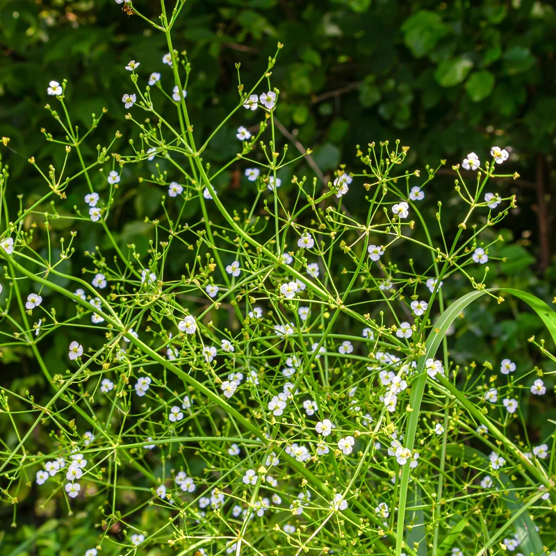 Plantain d'eau lancéolé