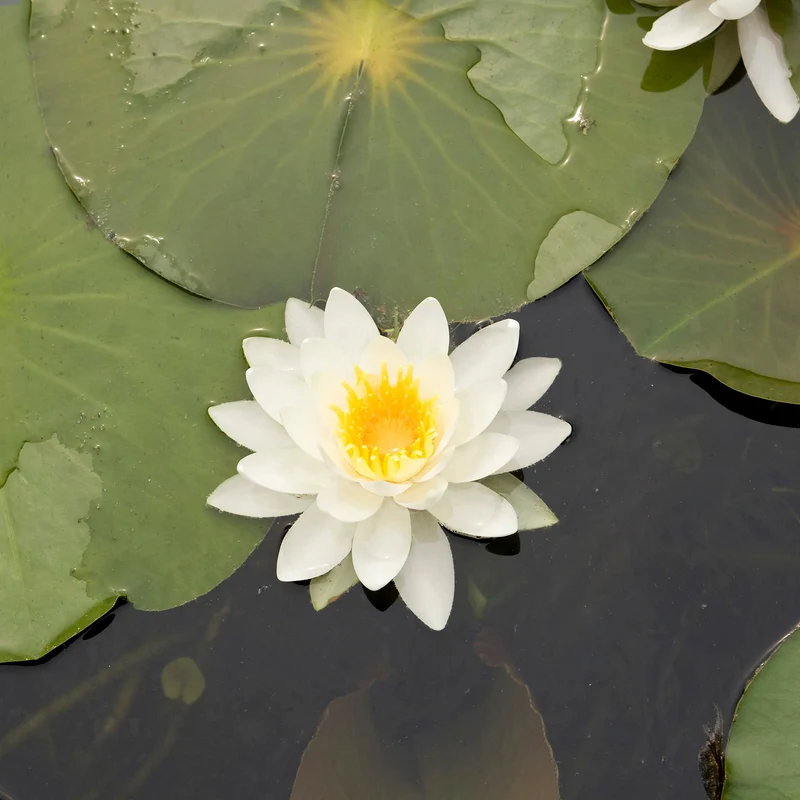 Nénuphar nain Nymphéa à quatre côtés