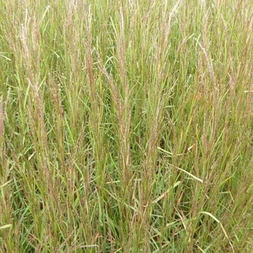 Andropogon Cairo