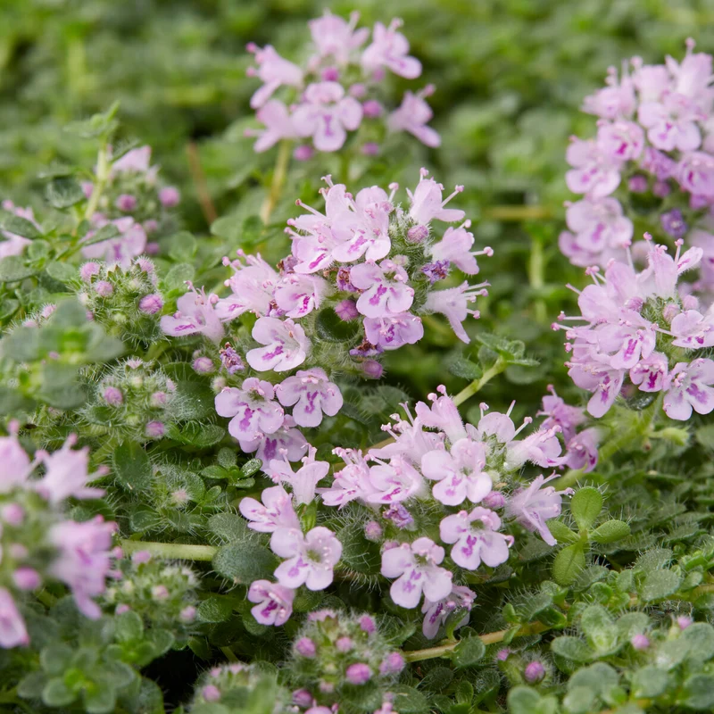 Thym serpolet Elfin