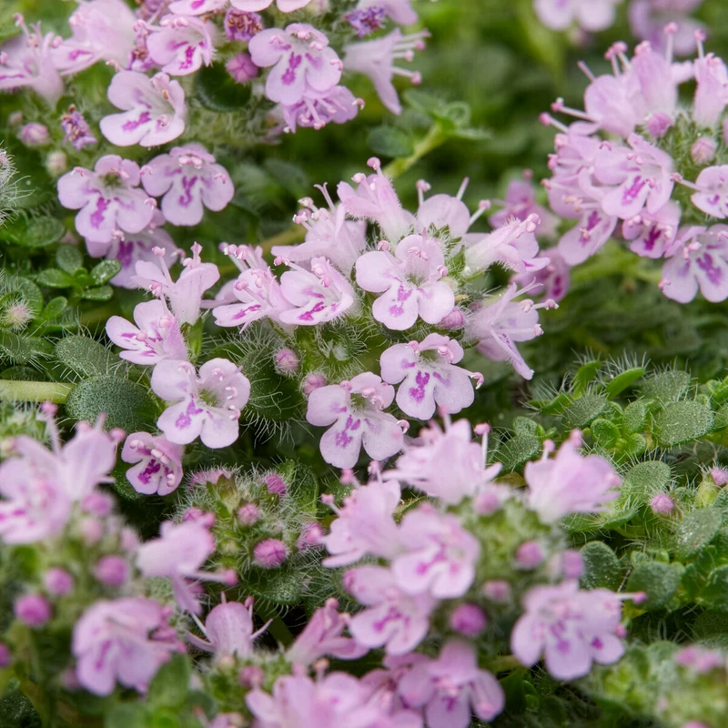 Thym serpolet Elfin