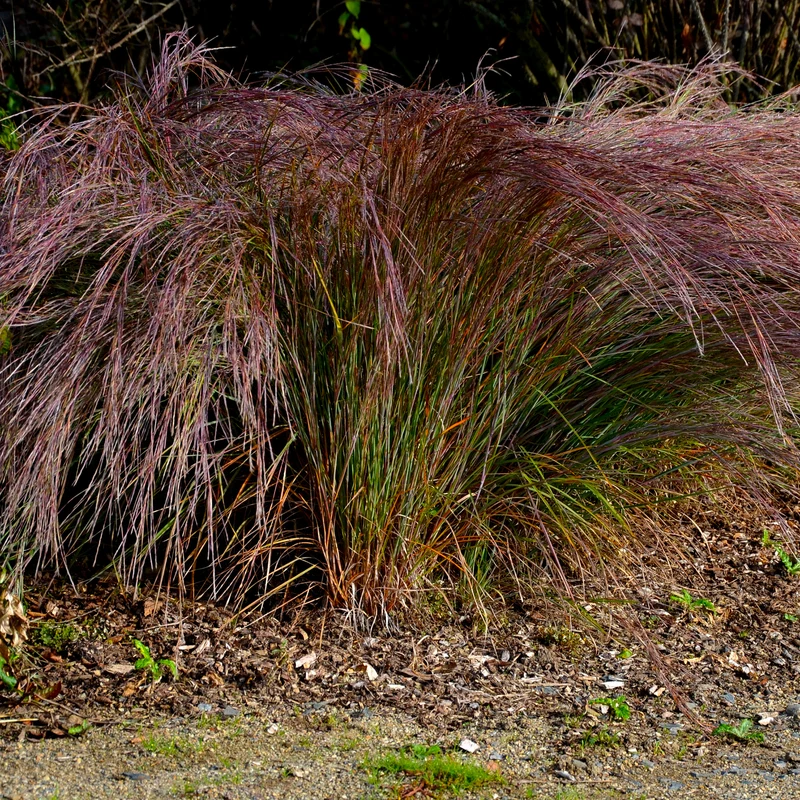 Andropogon Standing Ovation