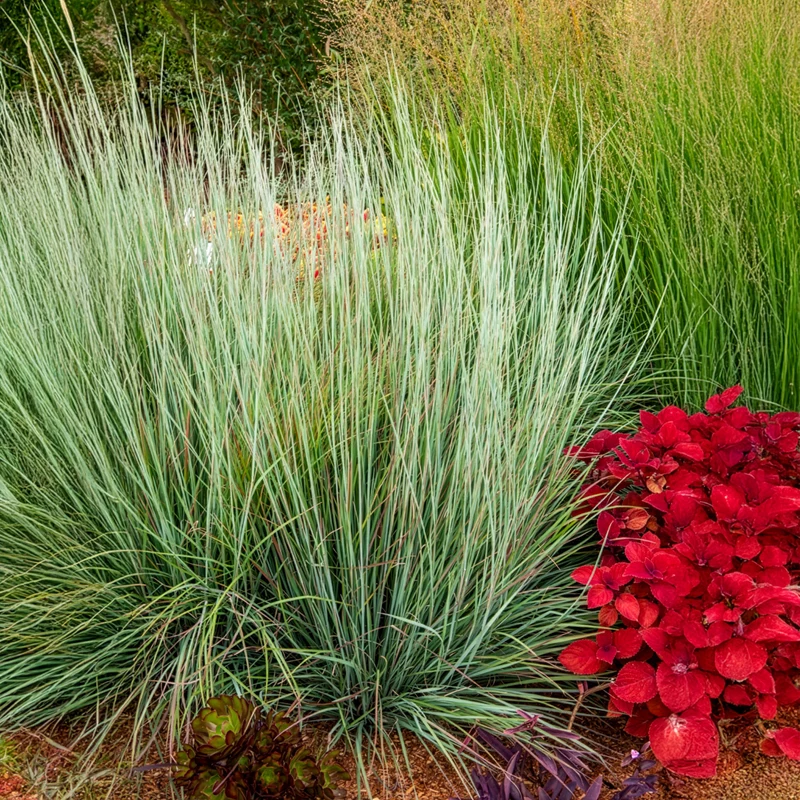 Andropogon Standing Ovation