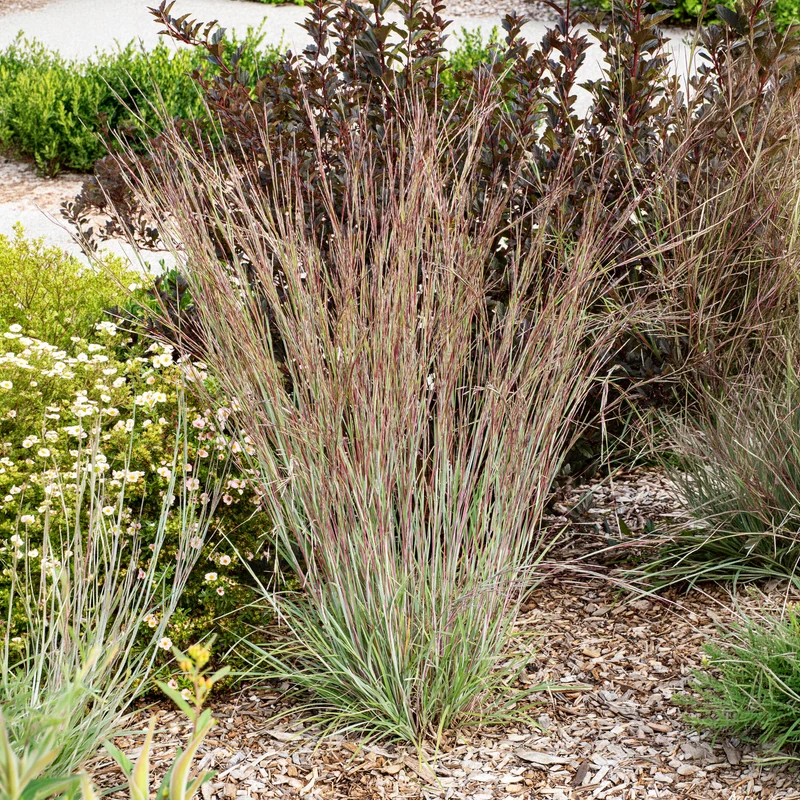 Andropogon Standing Ovation