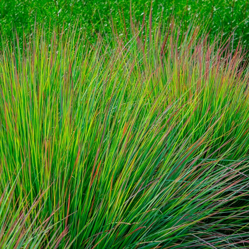 Andropogon Standing Ovation