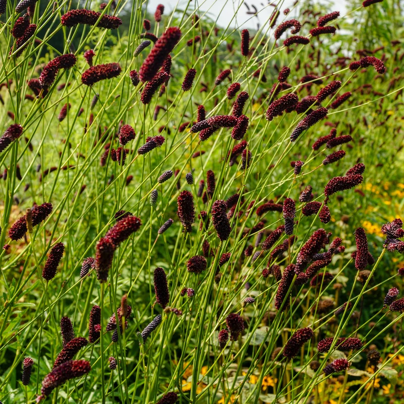 Pimprenelle à fines feuilles pourpre - Sanguisorbe
