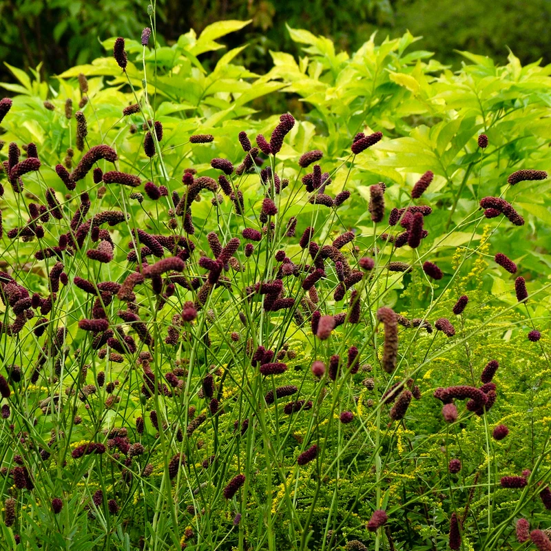 Pimprenelle à fines feuilles pourpre - Sanguisorbe
