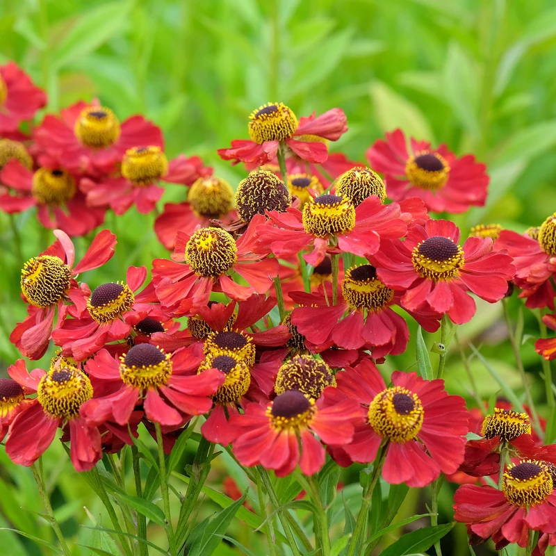 Hélénie Red Jewel