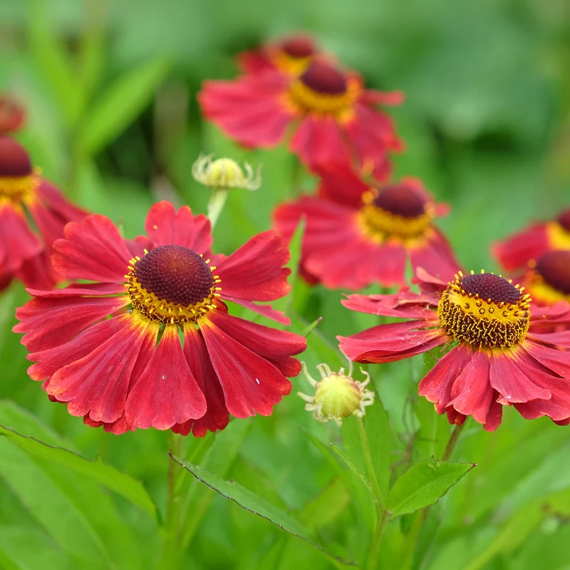 Hélénie Red Jewel