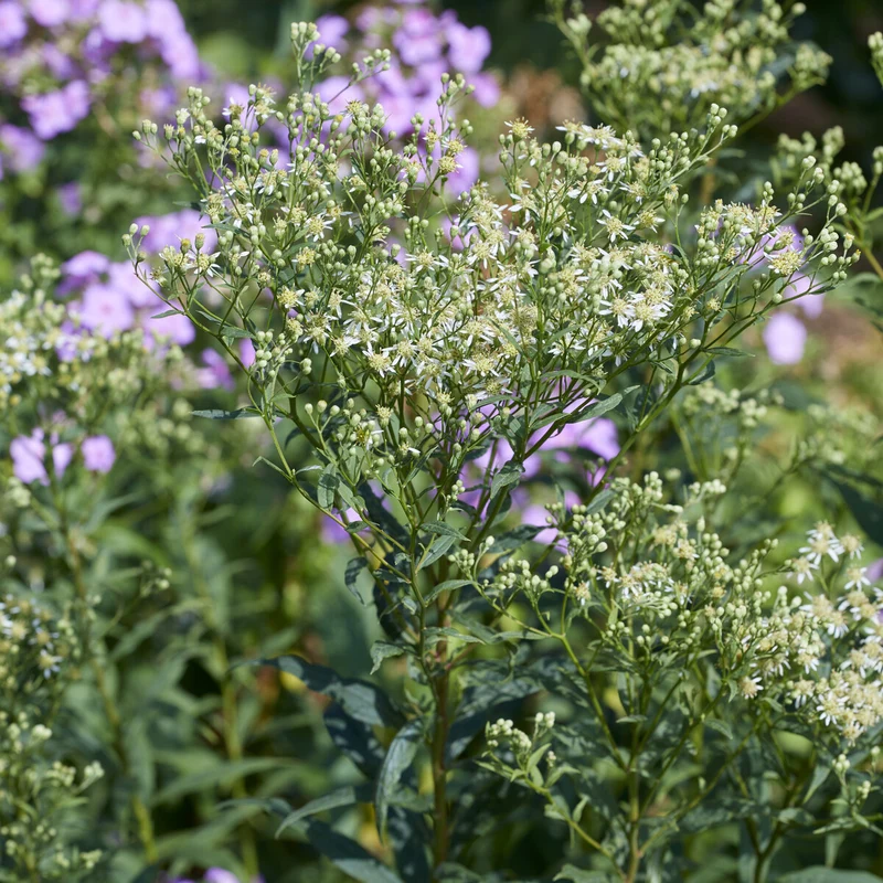 Aster en ombelles Weisser Schirm