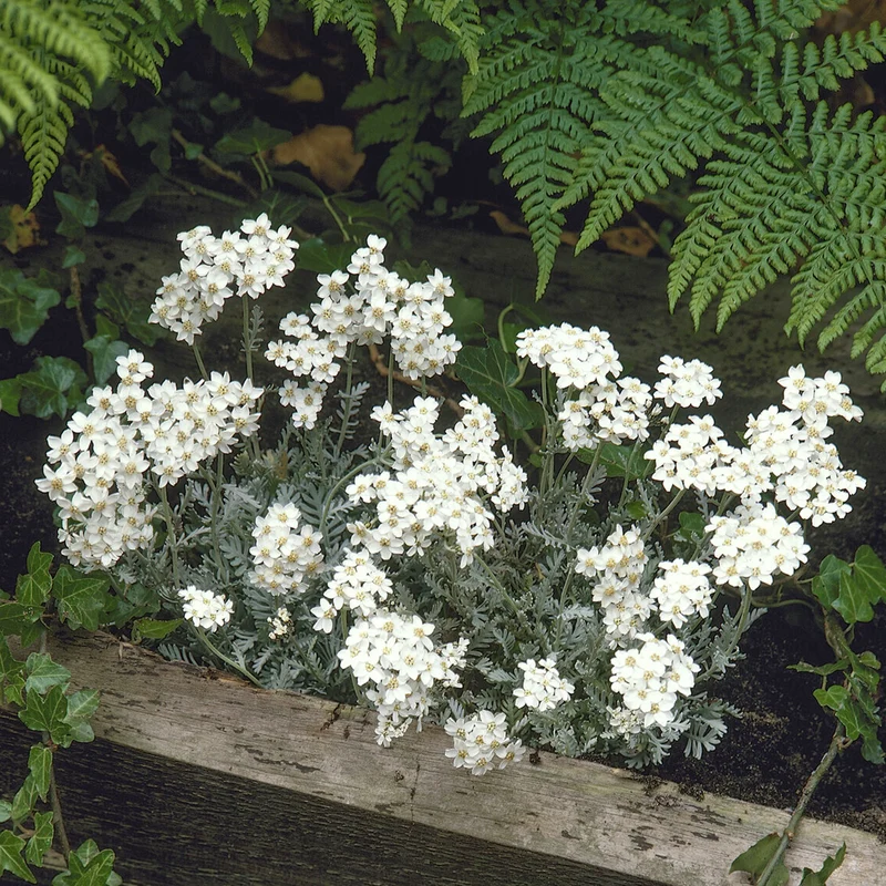Achillée en ombelle