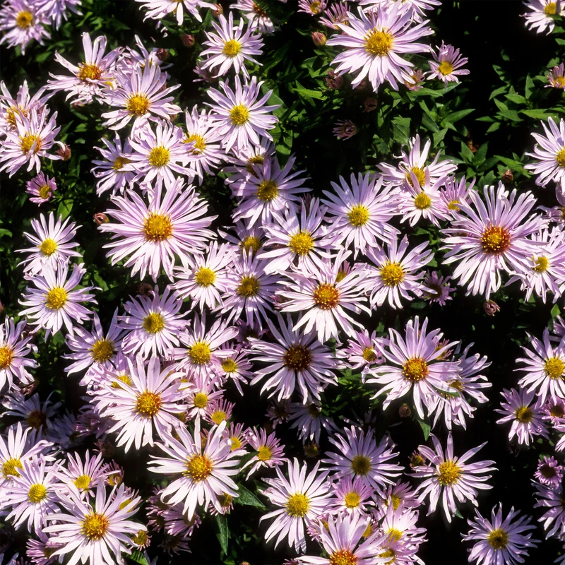 Aster nain Silberblaukissen