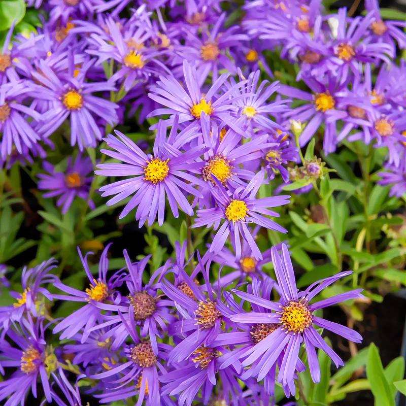Œil de Christ Violet Queen - Aster Veilchenkönigin