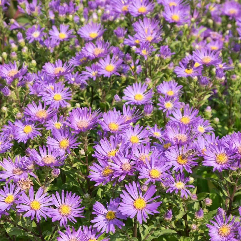 Œil de Christ Violet Queen - Aster Veilchenkönigin