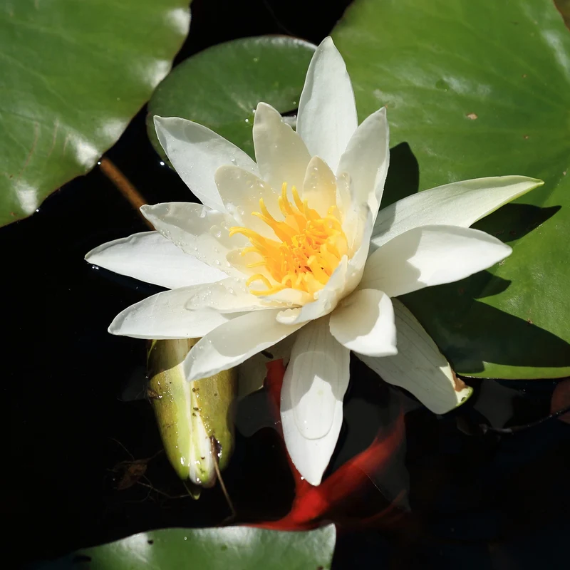 Nénuphar Gladstoniana