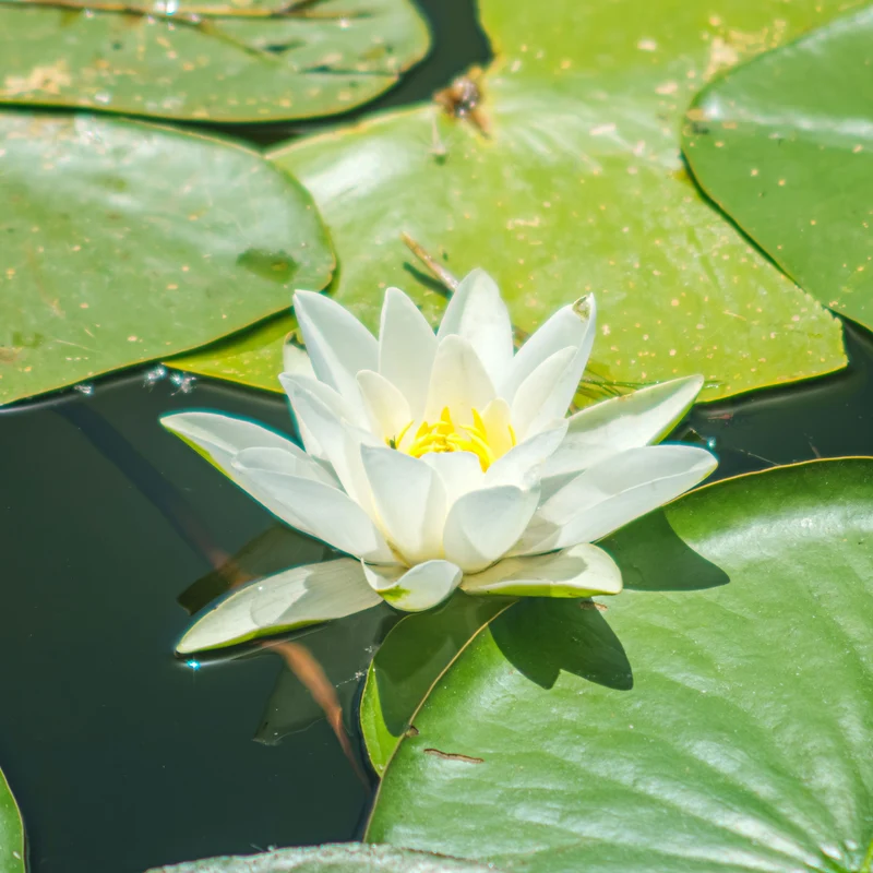Nénuphar Gladstoniana