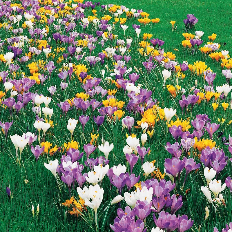 100 Crocus à grosses fleurs en mélange