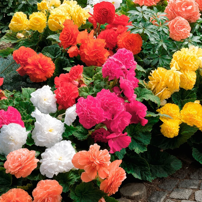 10 Bégonias doubles en mélange EXTRA