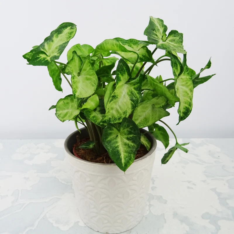 Syngonium Pixie et son cache-pot blanc ELHO