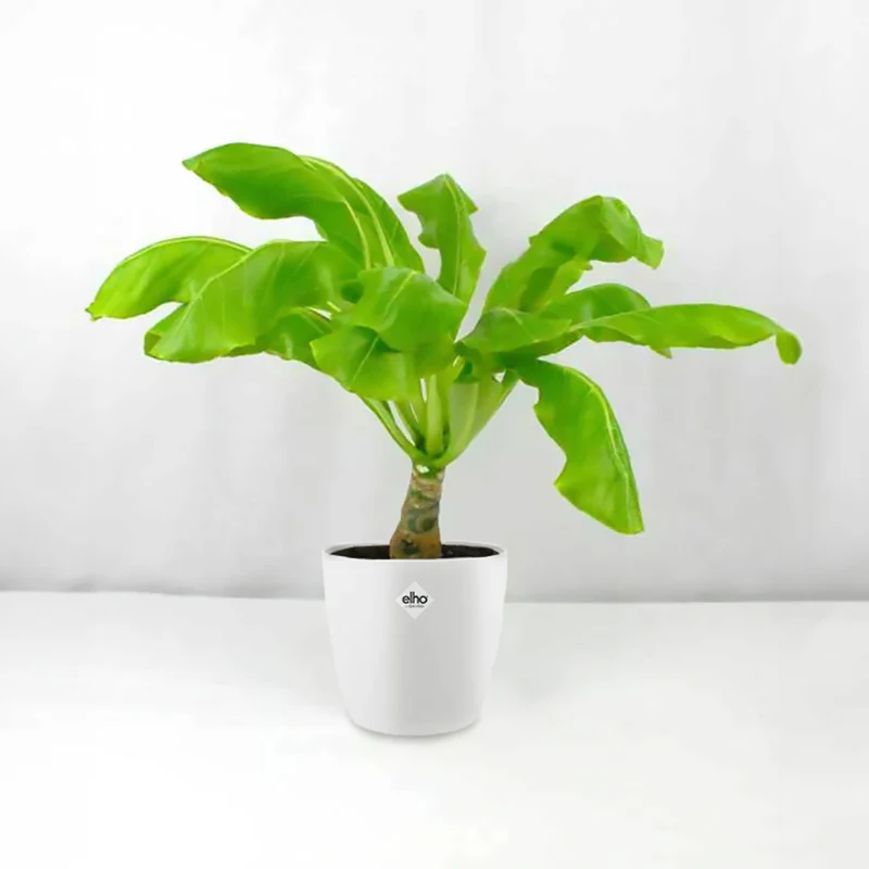 Palmier Hawaien et son cache-pot blanc ELHO