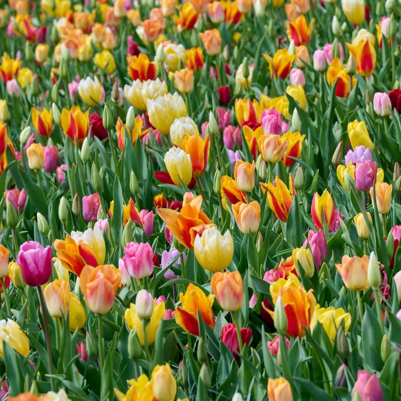 75 Tulipes à longues tiges en mélange