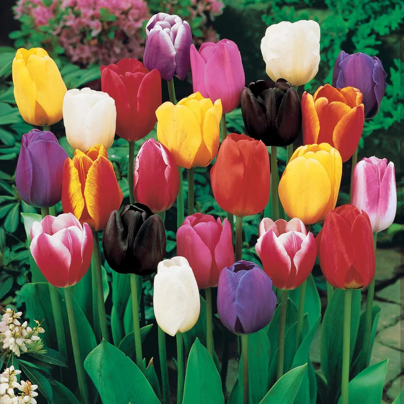 75 Tulipes à longues tiges en mélange