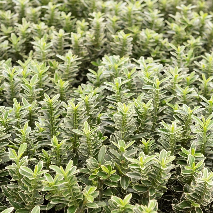 Fusain du Japon Microphyllus Albovariegatus