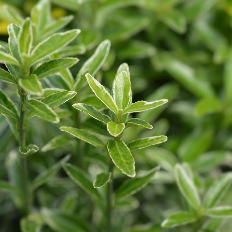 Fusain du Japon Microphyllus Albovariegatus