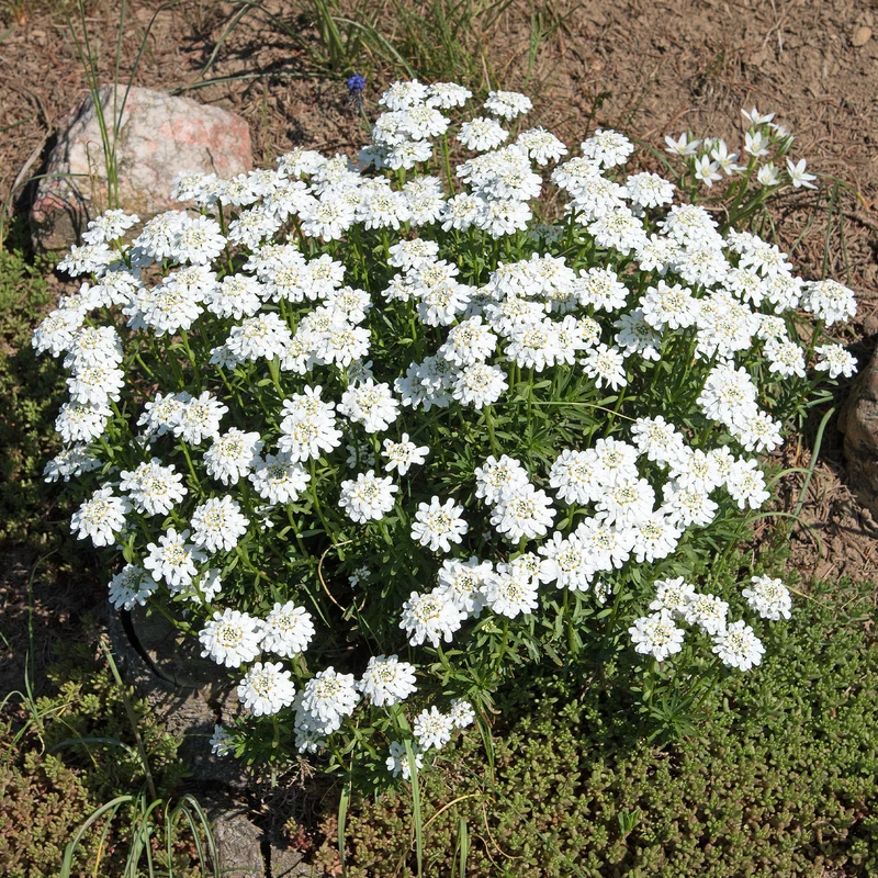 Corbeille d'argent Schneeflocke - Iberis