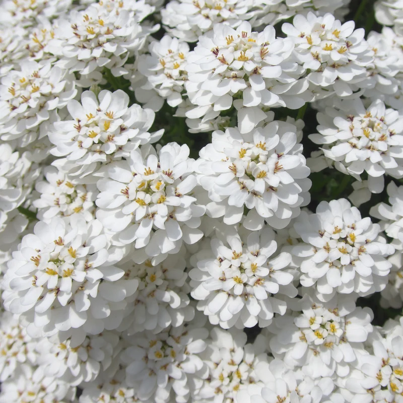 Corbeille d'argent Schneeflocke - Iberis