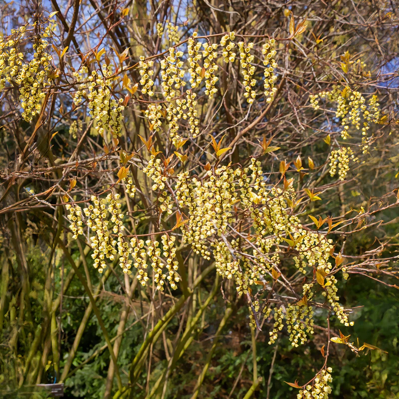 Stachyurus chinensis Joy Forever