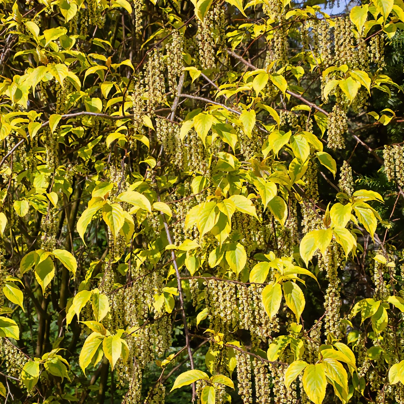 Stachyurus chinensis Joy Forever