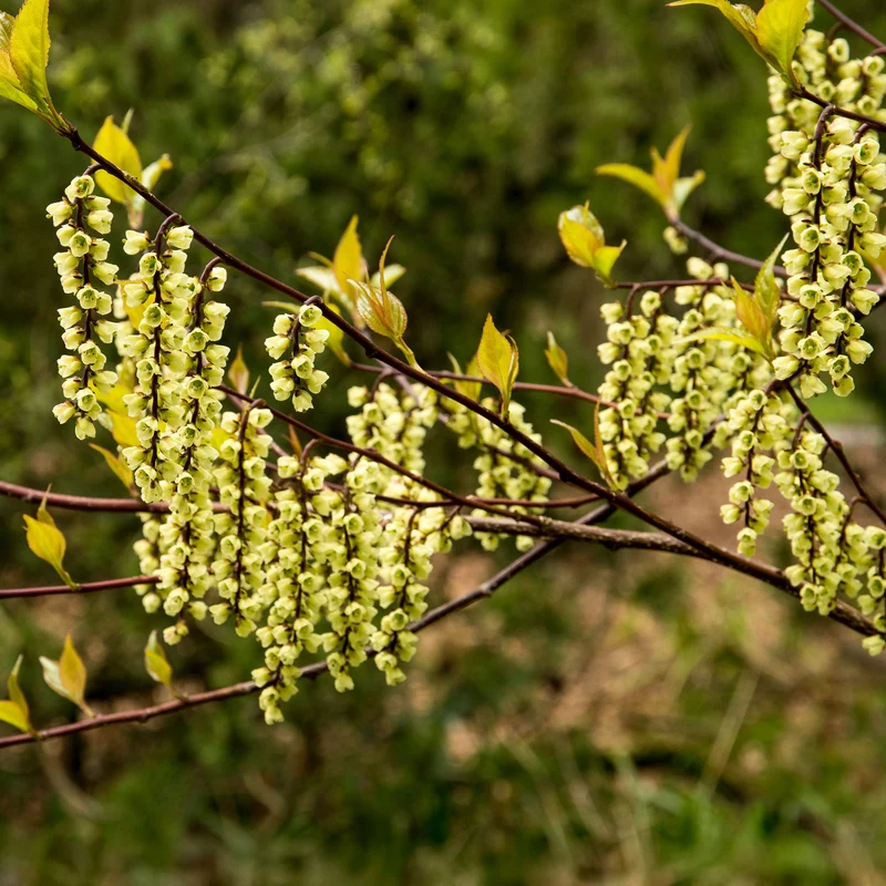 Stachyurus chinensis Joy Forever
