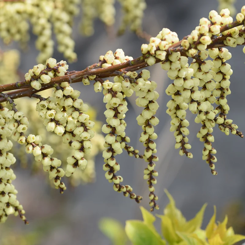 Stachyurus chinensis Joy Forever
