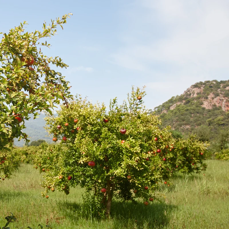 Grenadier à fruits Dente Di Leone