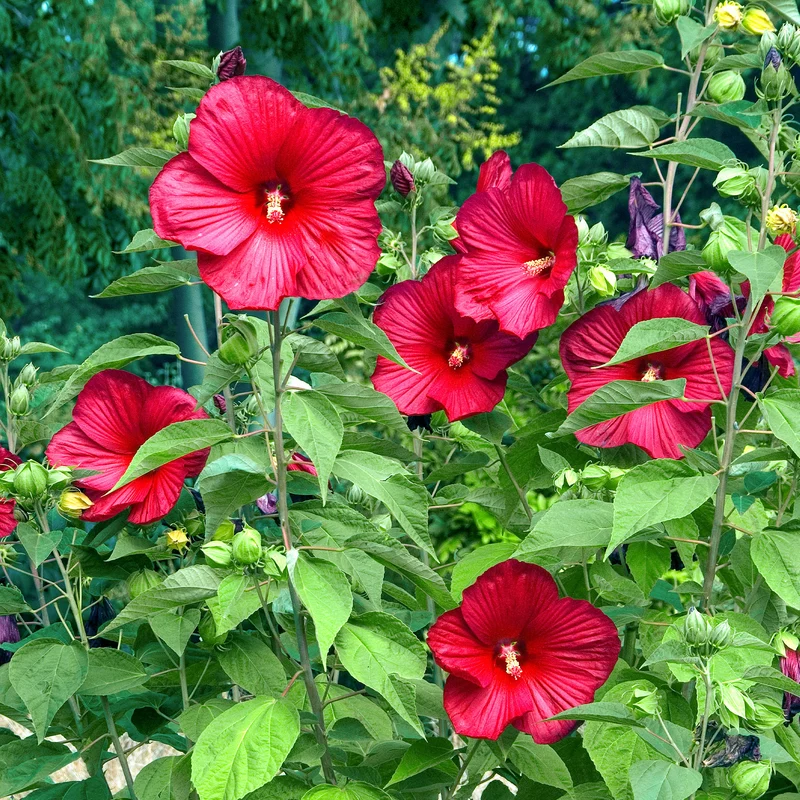Hibiscus des marais Luna Red
