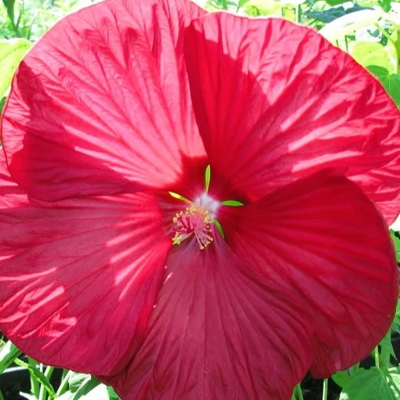 Hibiscus des marais Luna Red