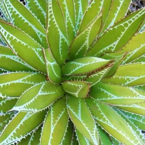 Agave Impressive
