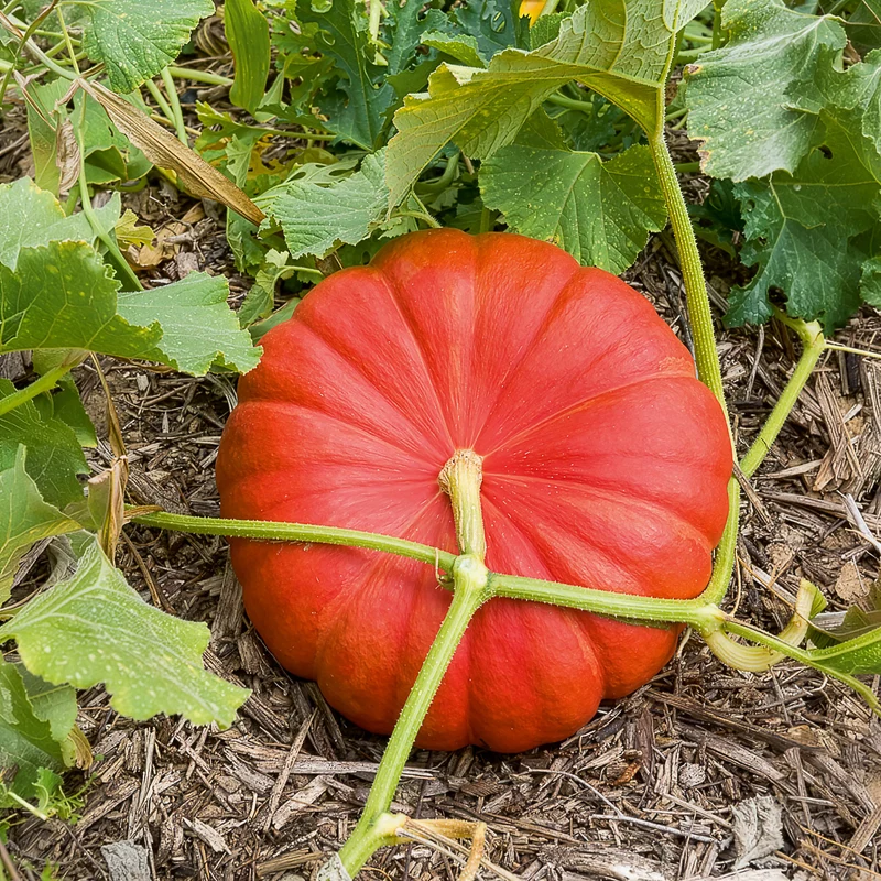 3 Plants de Potiron Rouge Vif d'Etampes